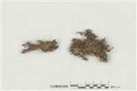 藏品(東亞黃苔)的圖片